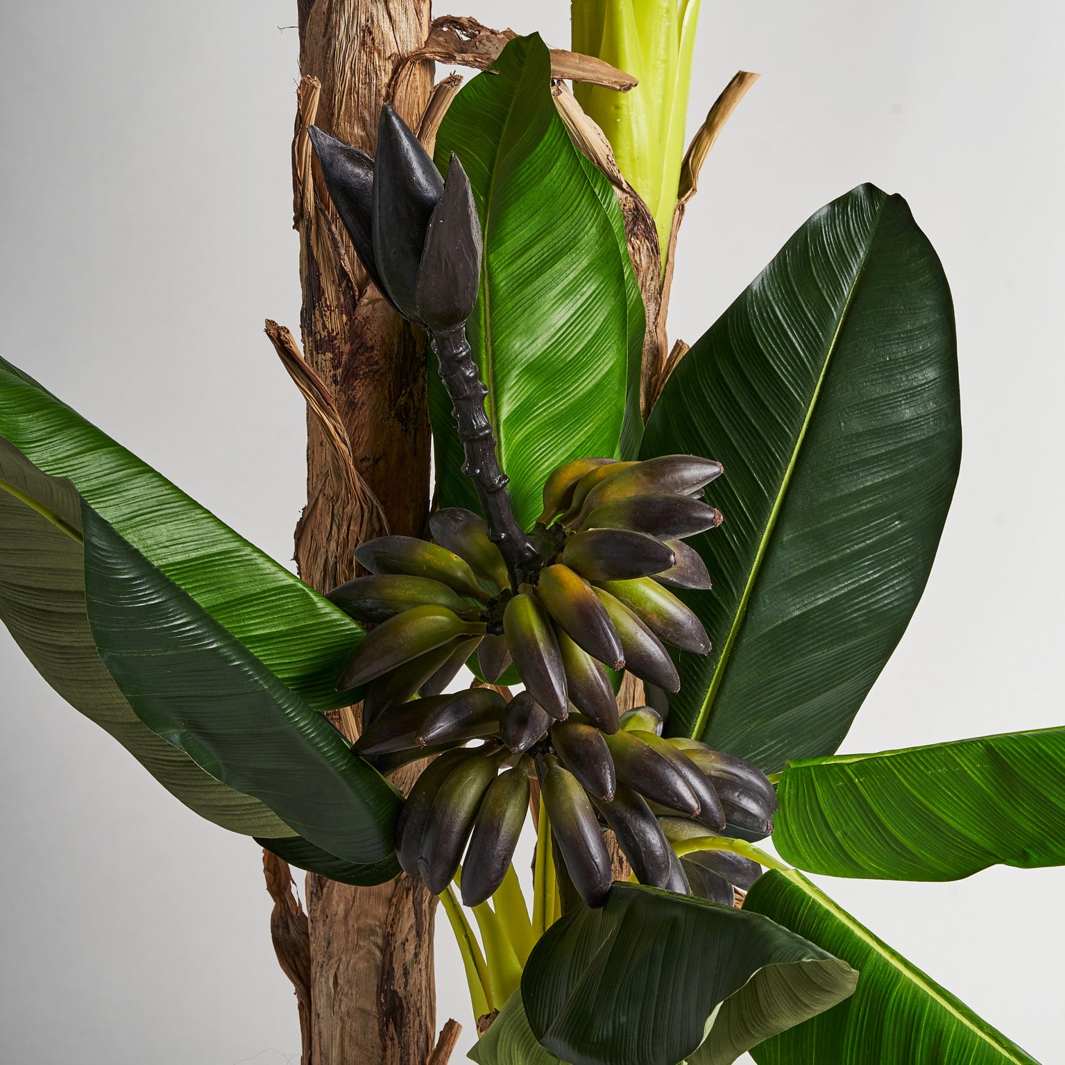 PLATANERO PLANT